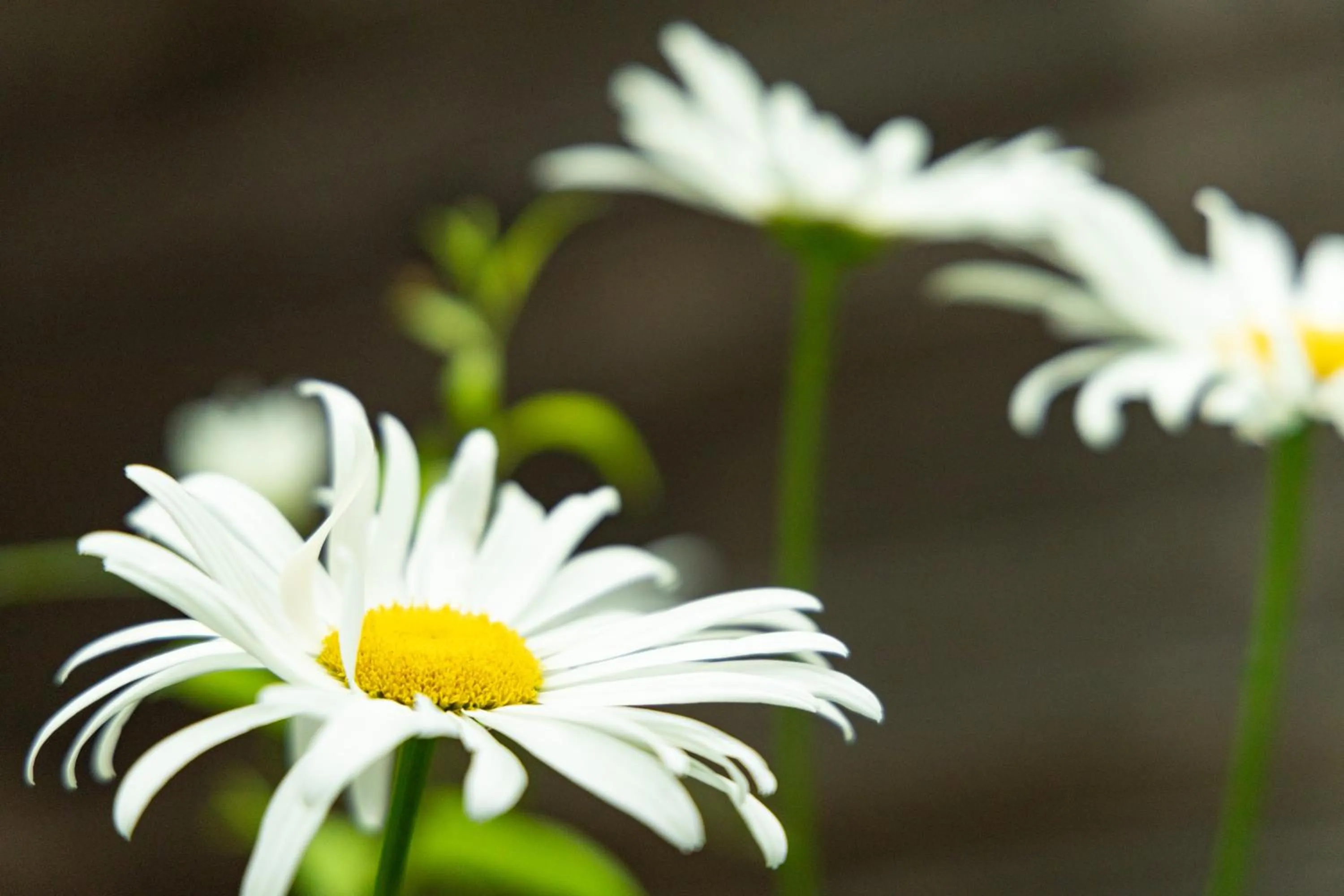 Day in Nature Cottage Akabeko