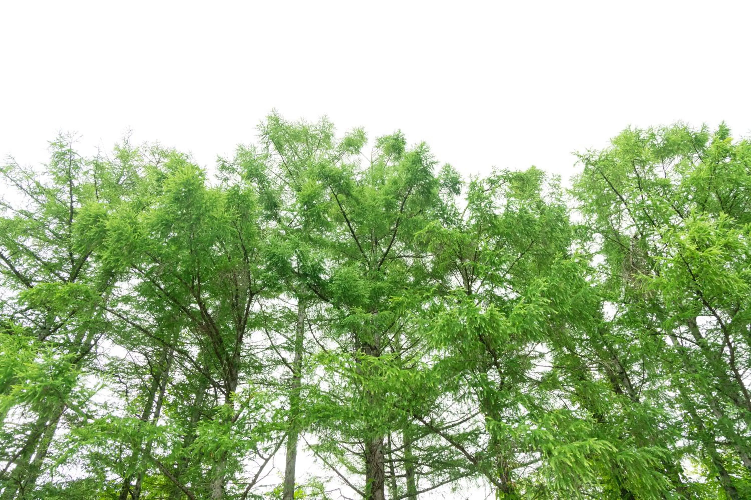 Day in Nature Cottage Akabeko