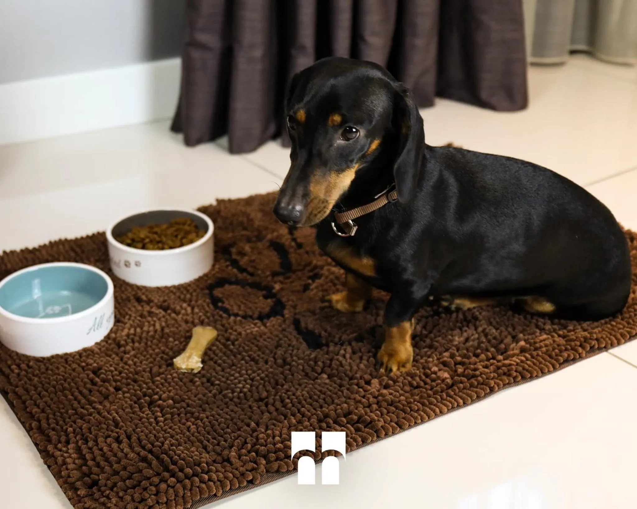 Animals in Marconi Hotel