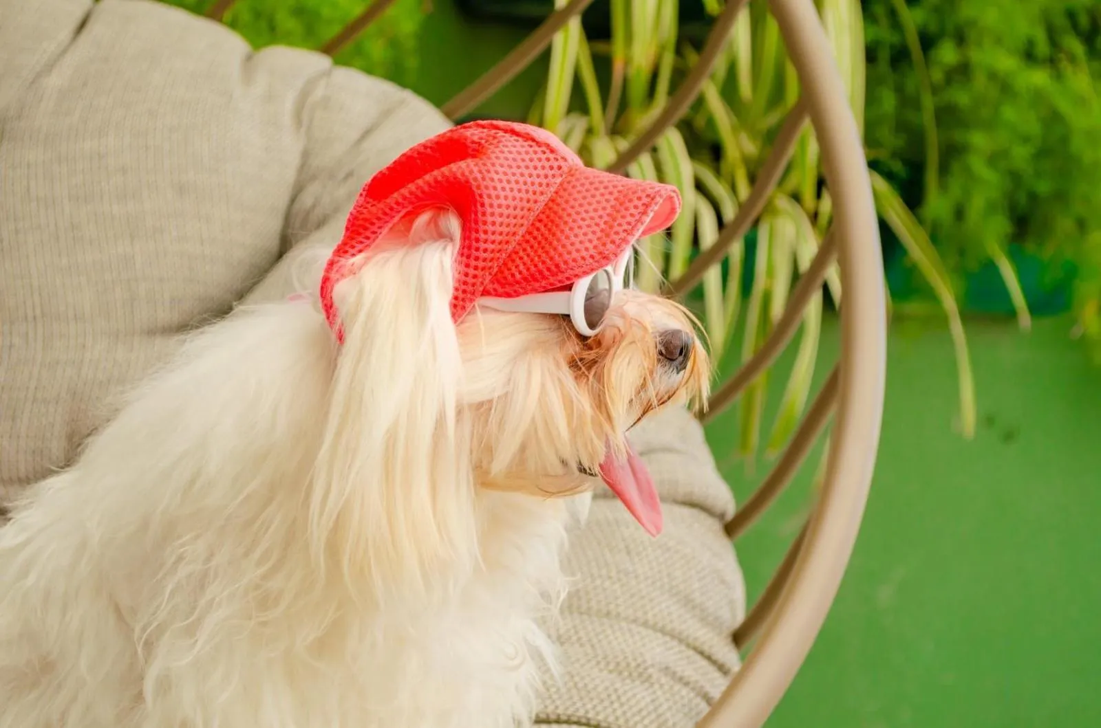 Pets in Hotel Sonata de Iracema