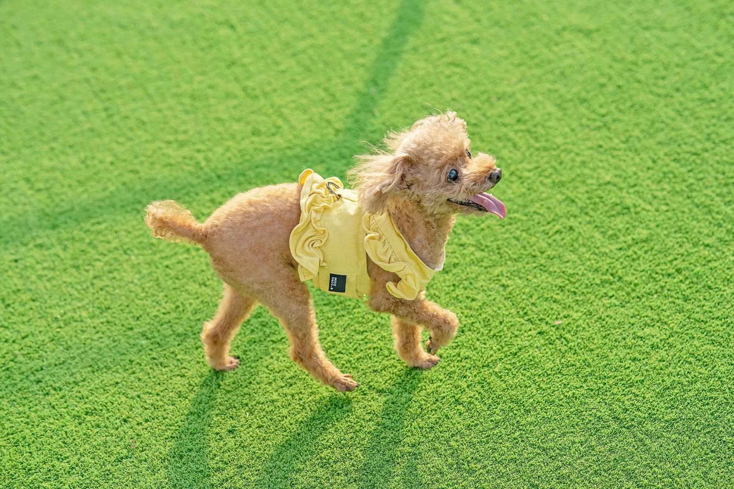 Kyeongju JS Pet Poolvilla