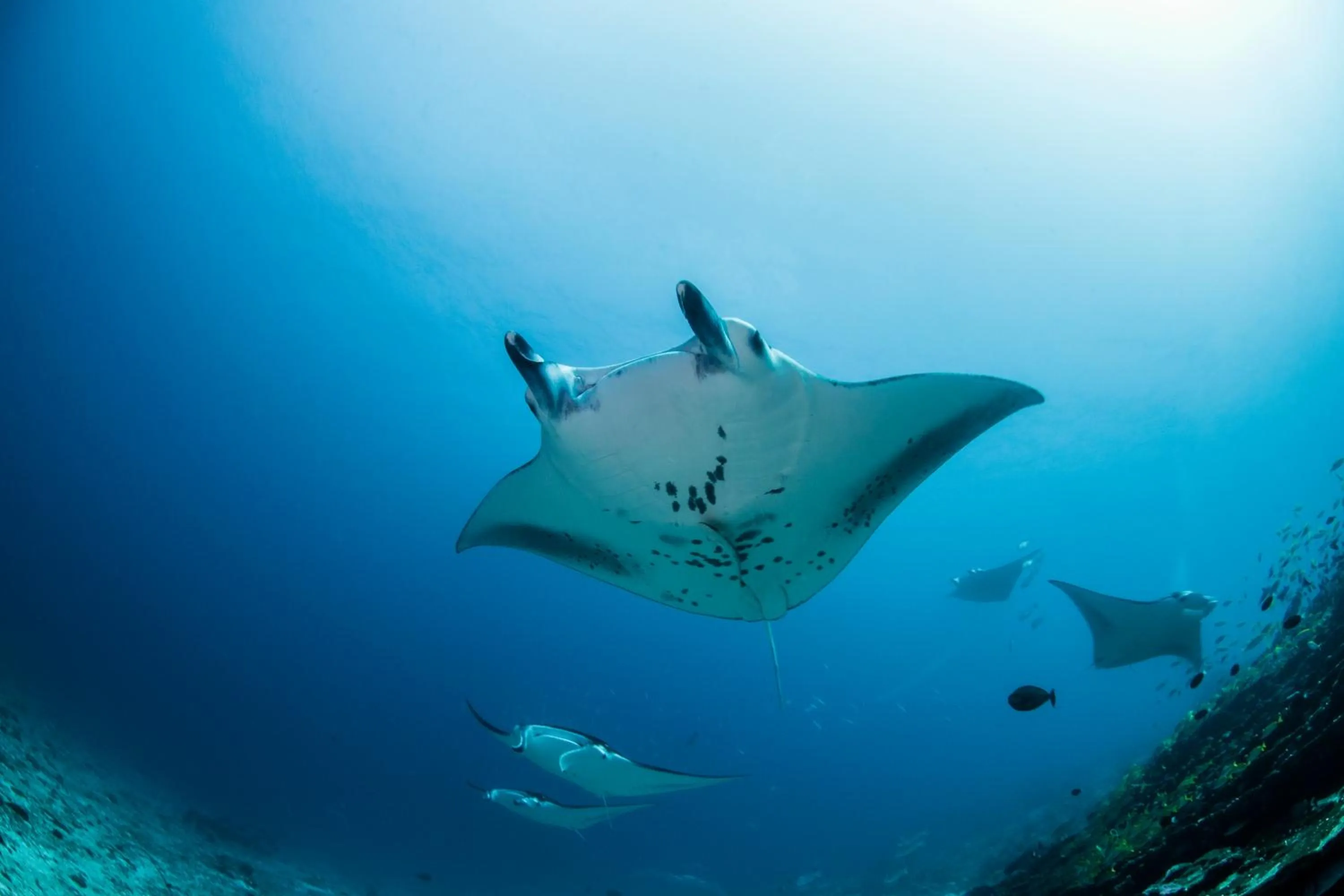 Diving in Equator Village Maldives