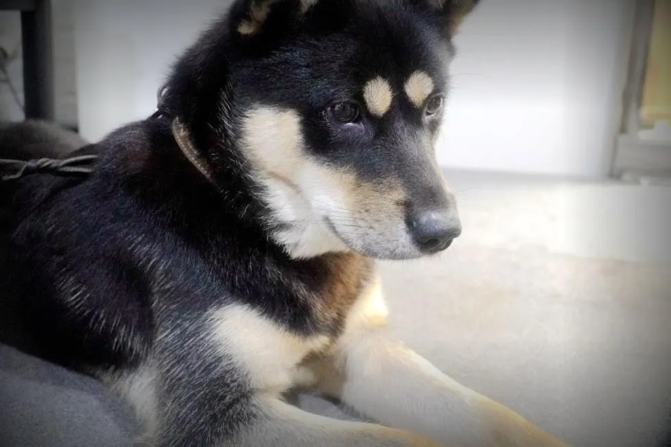 Pets in Kyoung Dong Hotel Myeongdong