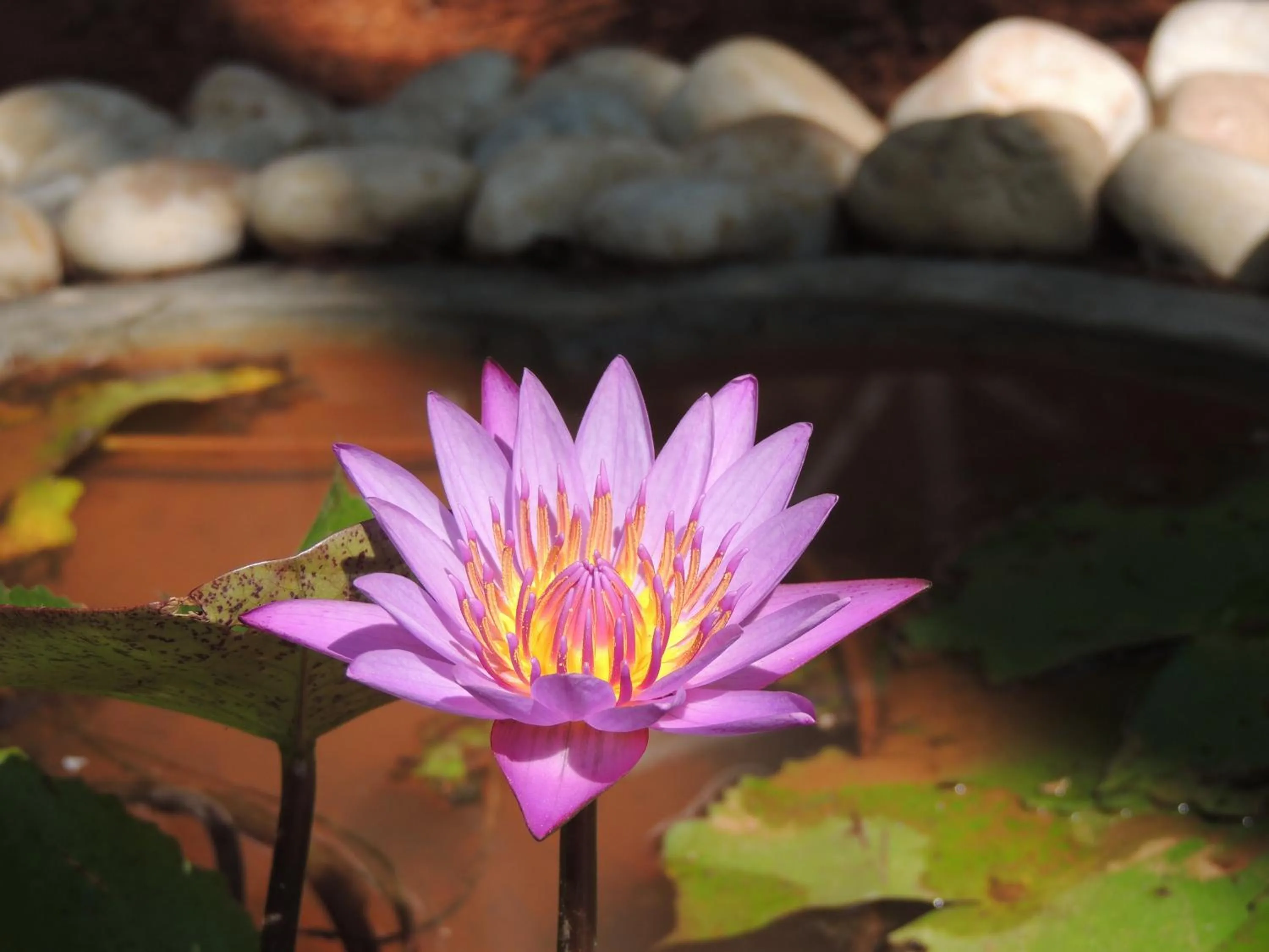 Garden view in Sea Shades Palolem Resort