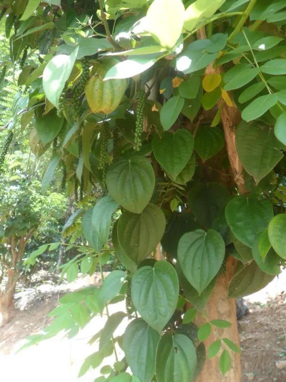 Mahaweli Regent Hotel