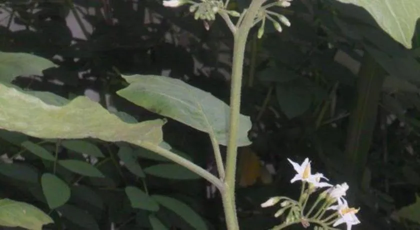 Mahaweli Regent Hotel