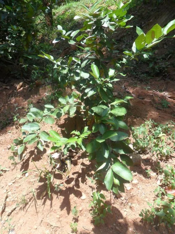 Mahaweli Regent Hotel