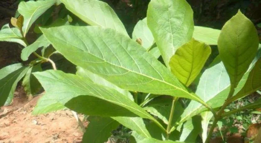 Mahaweli Regent Hotel