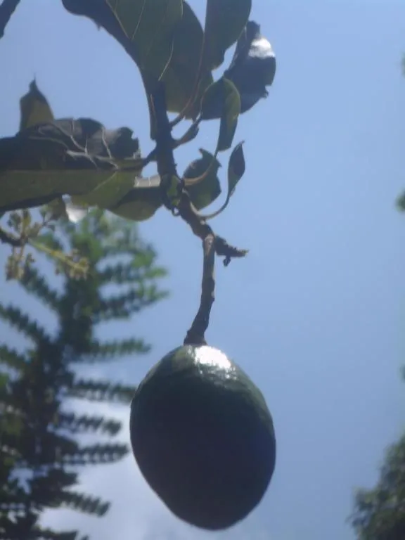 Mahaweli Regent Hotel