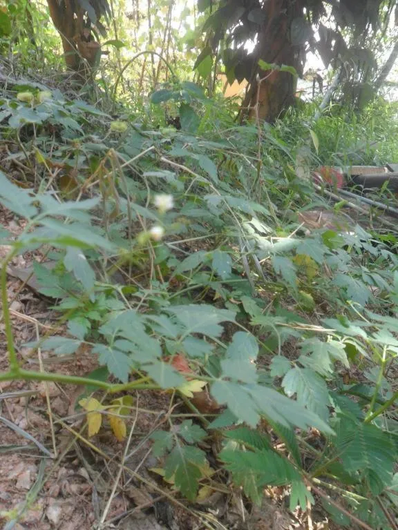 Mahaweli Regent Hotel