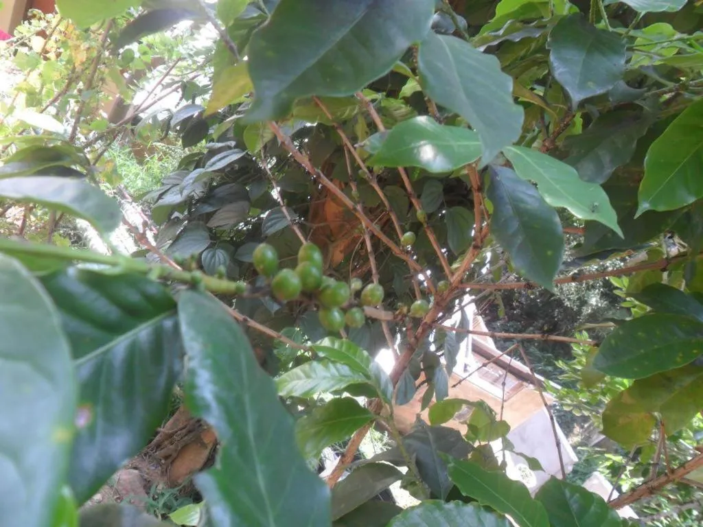 Mahaweli Regent Hotel