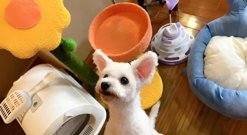 Country Garden Phoenix Hotel Xinhui Jiangmen