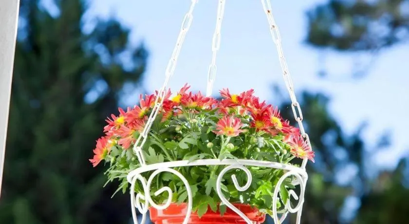 Hoa Sen Vang Hotel Dalat