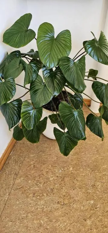 House of Big Brother