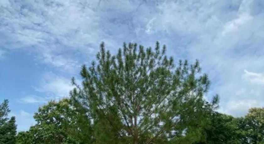 Chiangkham Luang Resort