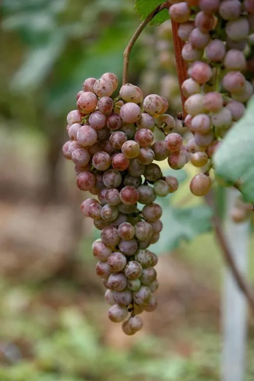 Pataleban Vineyard Resort