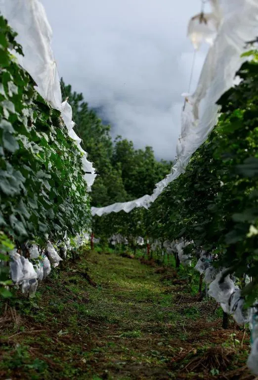 Pataleban Vineyard Resort