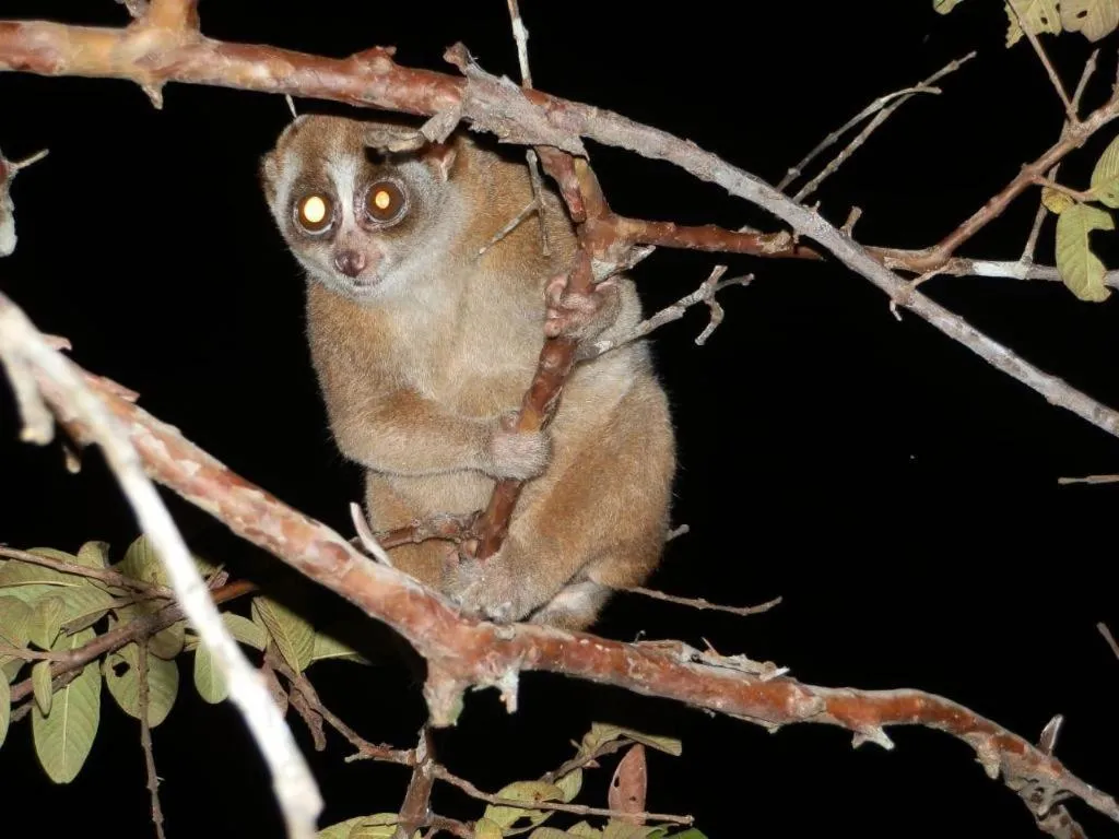 Satwa Elephant Eco Lodge