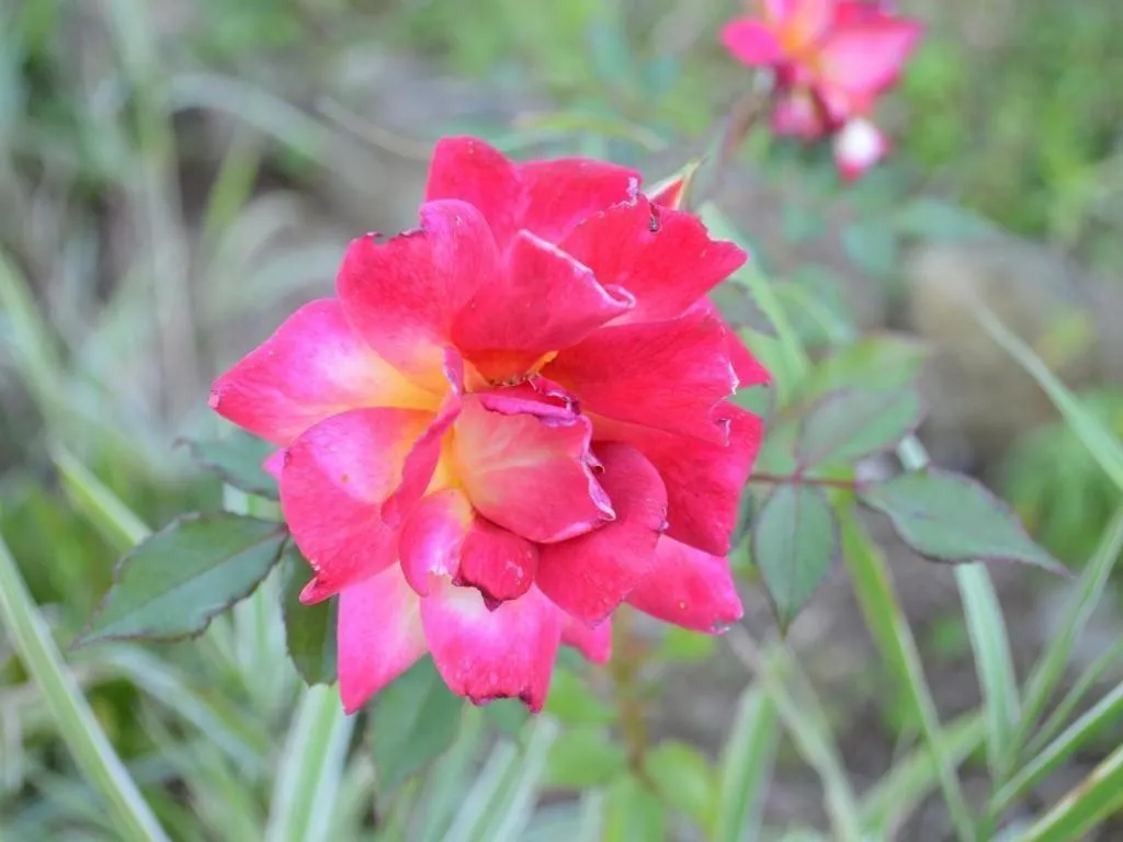 Mystique Highland Resort