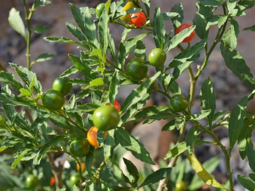 Mystique Highland Resort