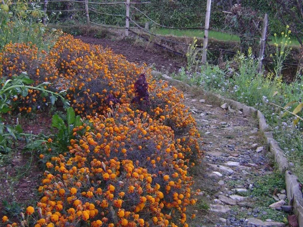 Mystique Highland Resort