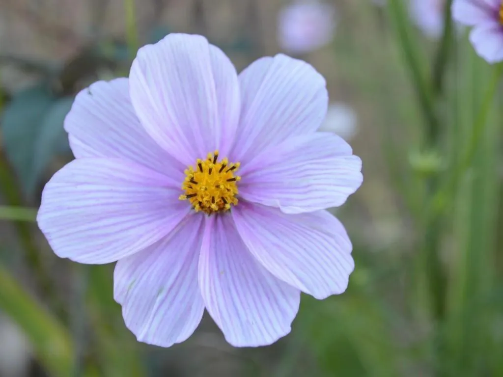 Mystique Highland Resort