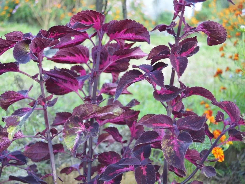 Mystique Highland Resort