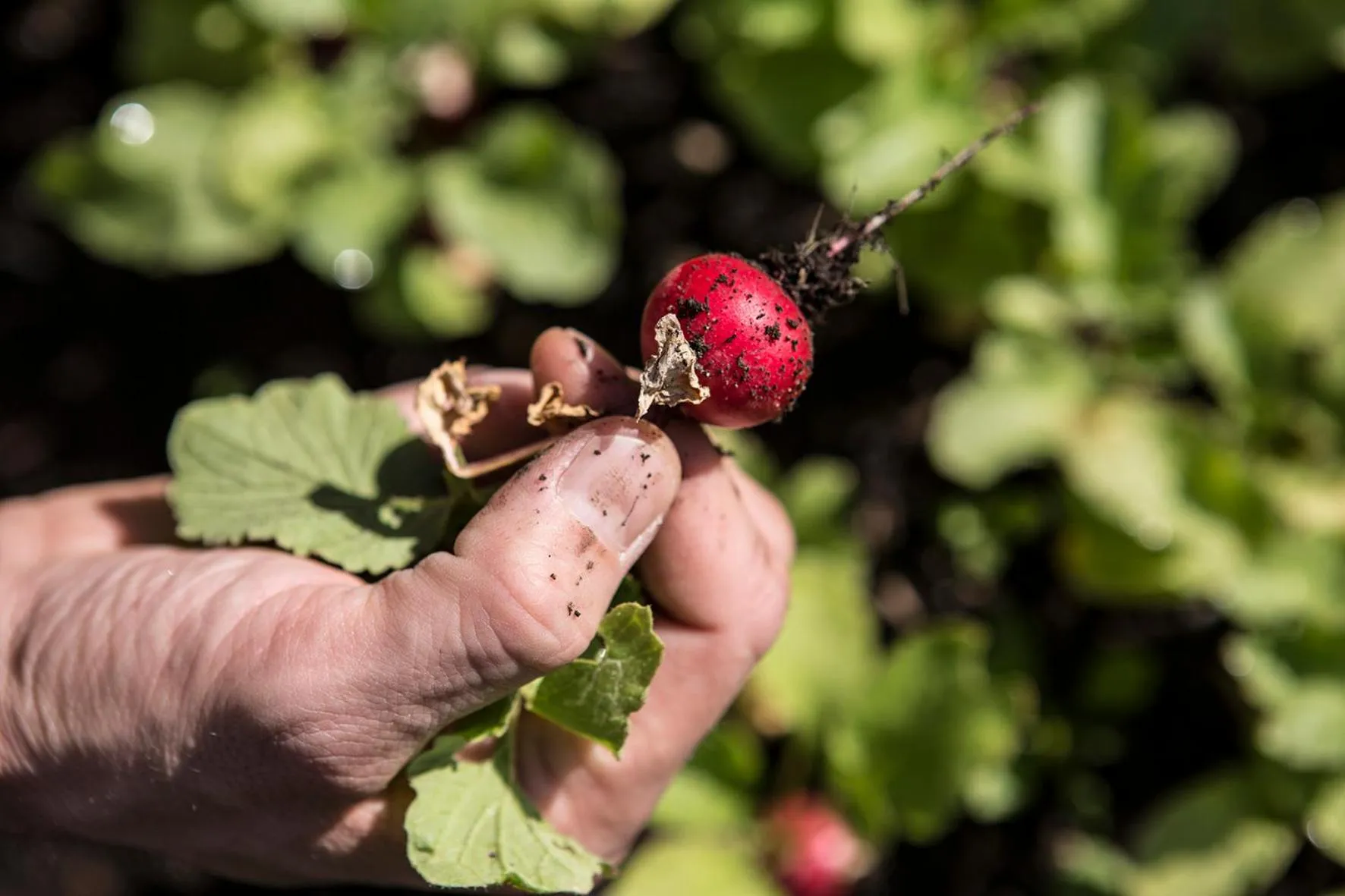 Garden in Biohotel Schwanen