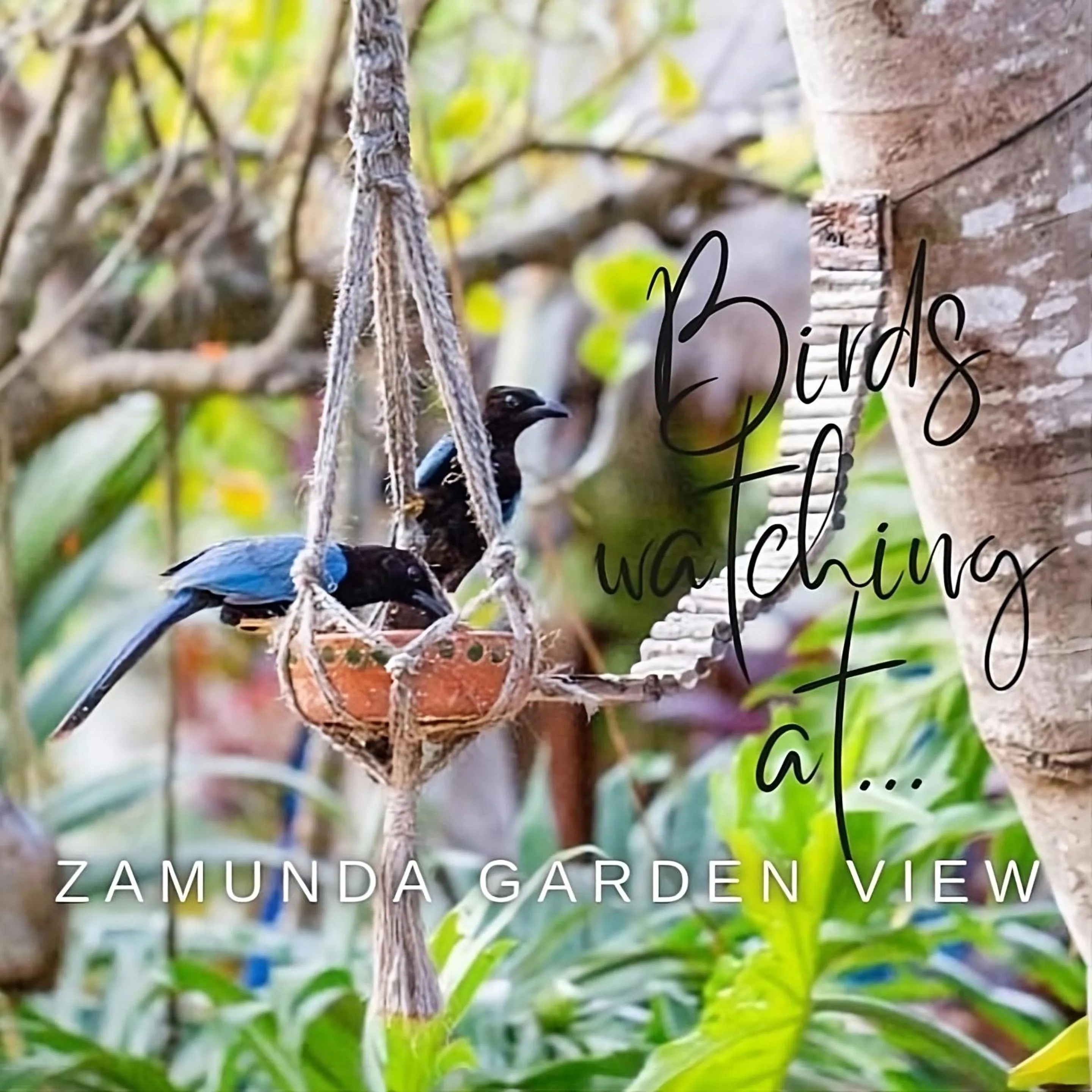 Garden in Zamunda Garden View