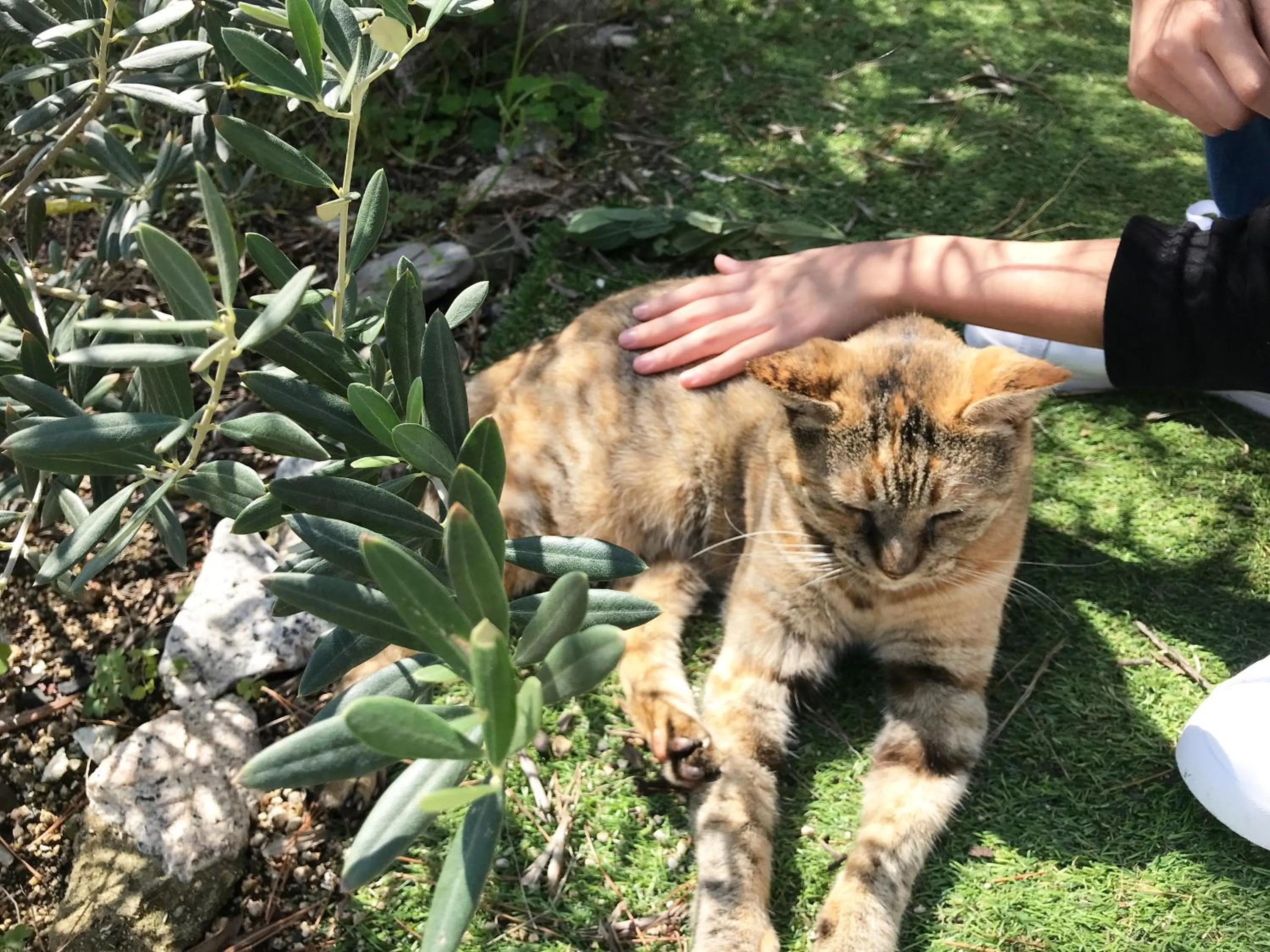 Animals in Shodoshima Olive Youth Hostel
