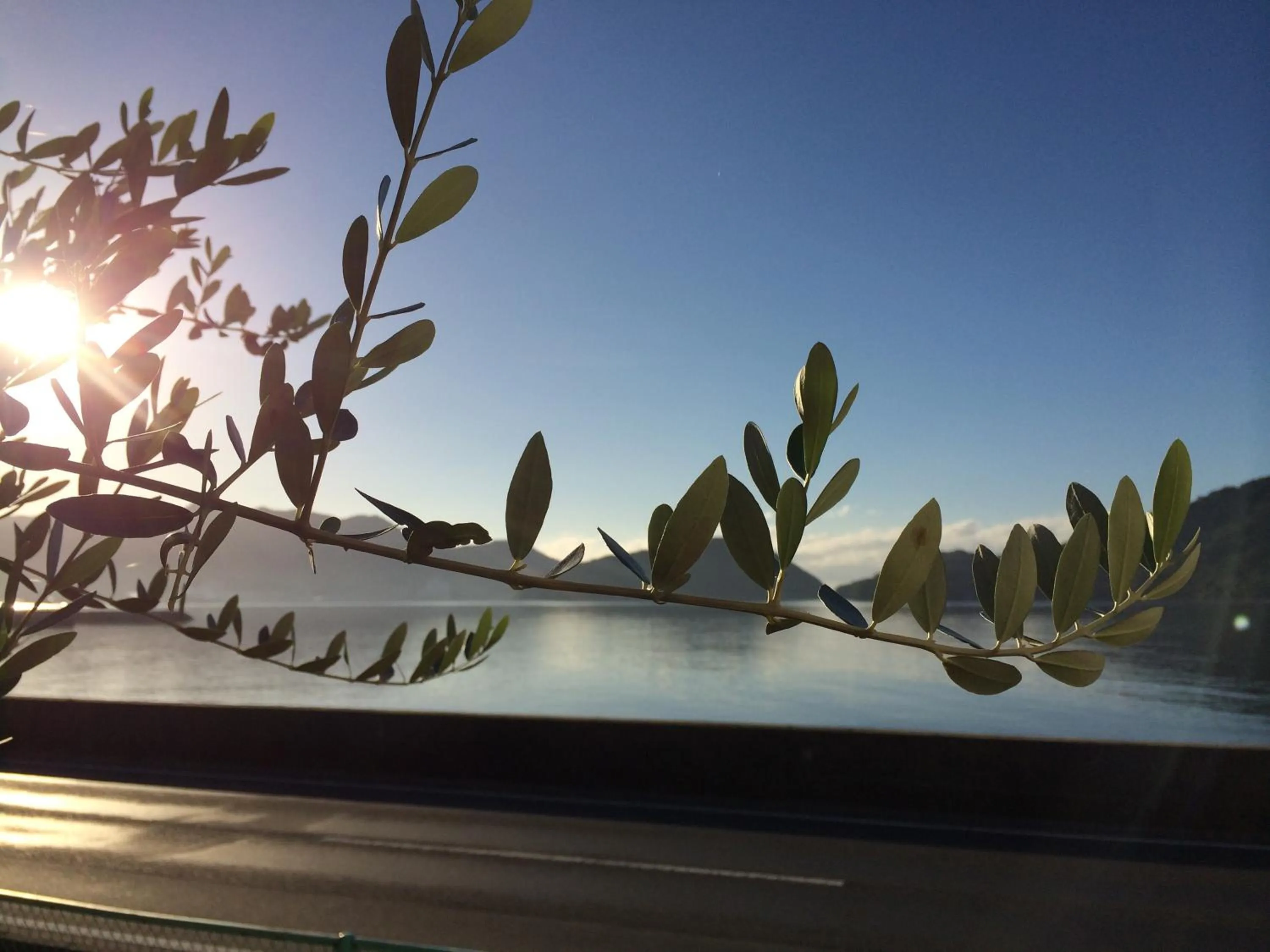 Garden in Shodoshima Olive Youth Hostel