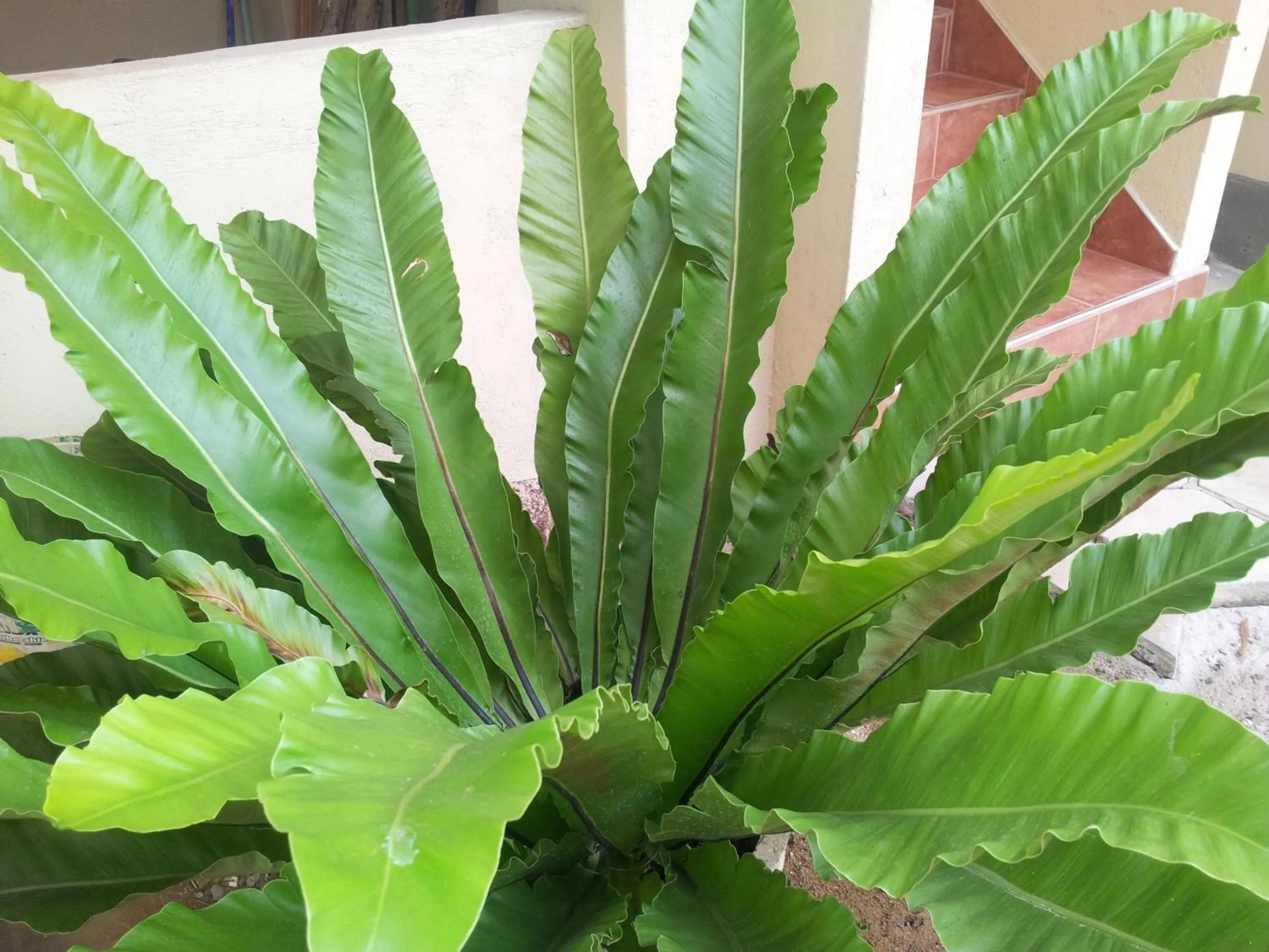 Garden in Janishi Residencies