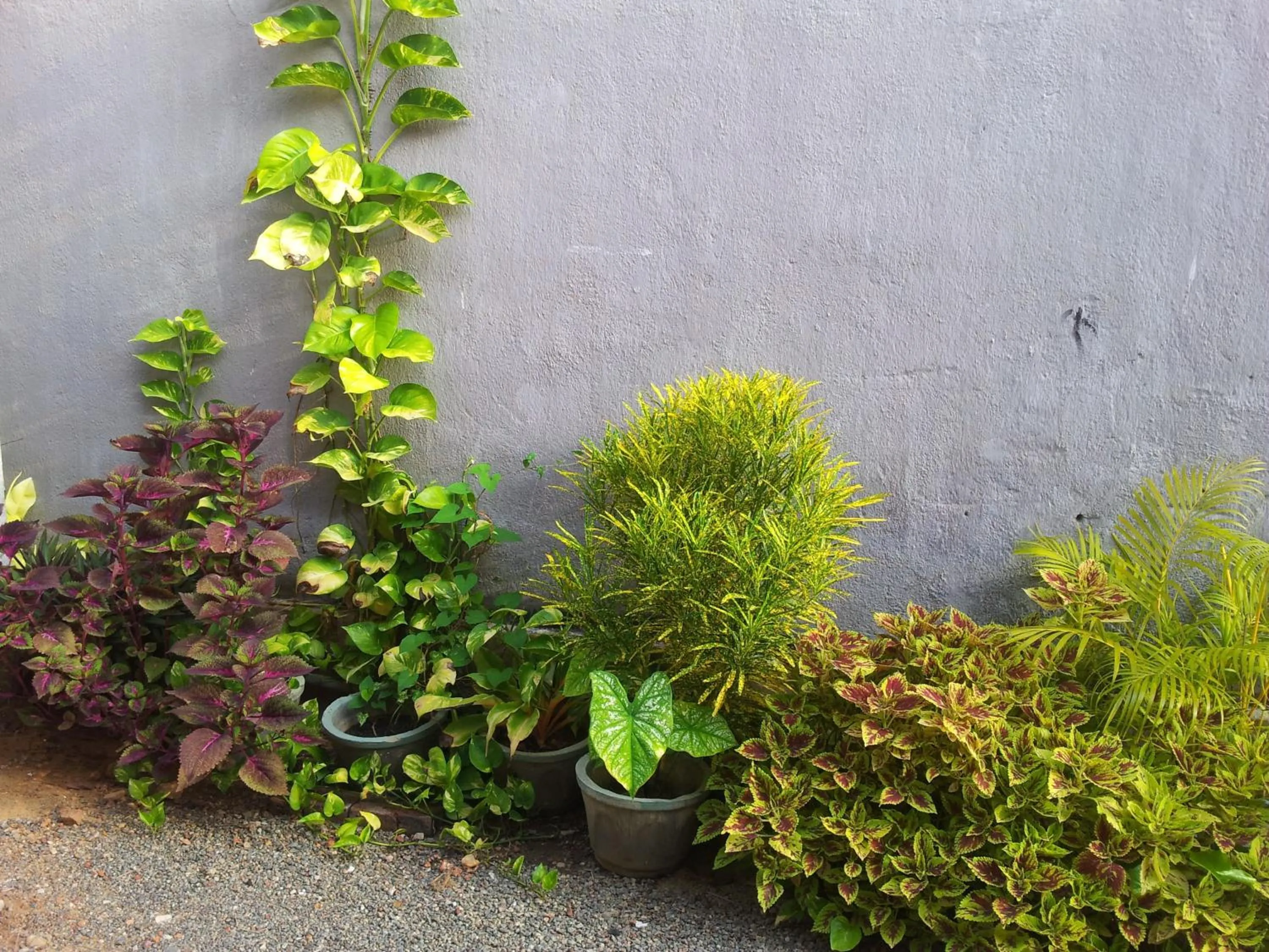 Garden in Janishi Residencies