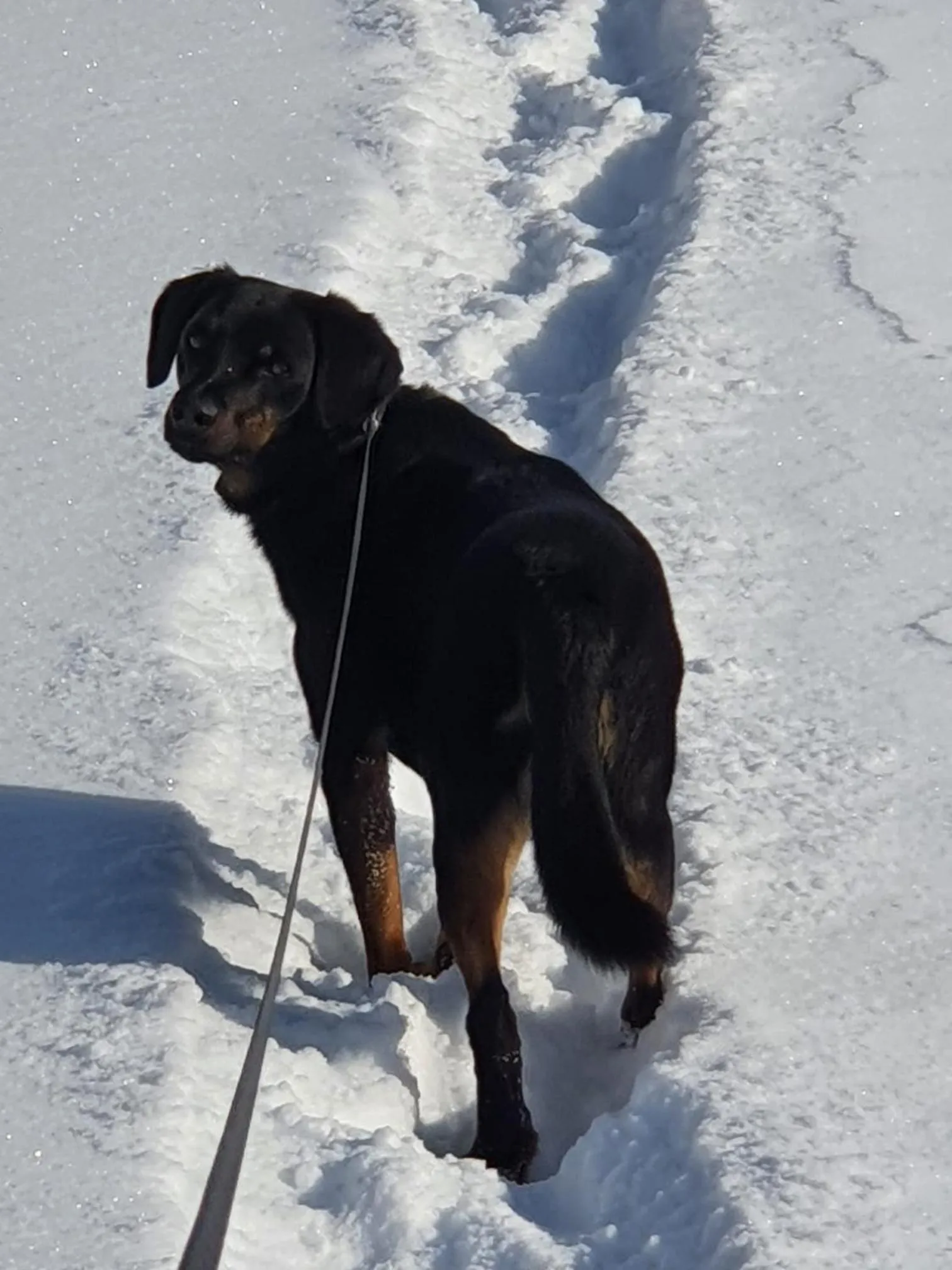 Pets in Pension Schlossberg