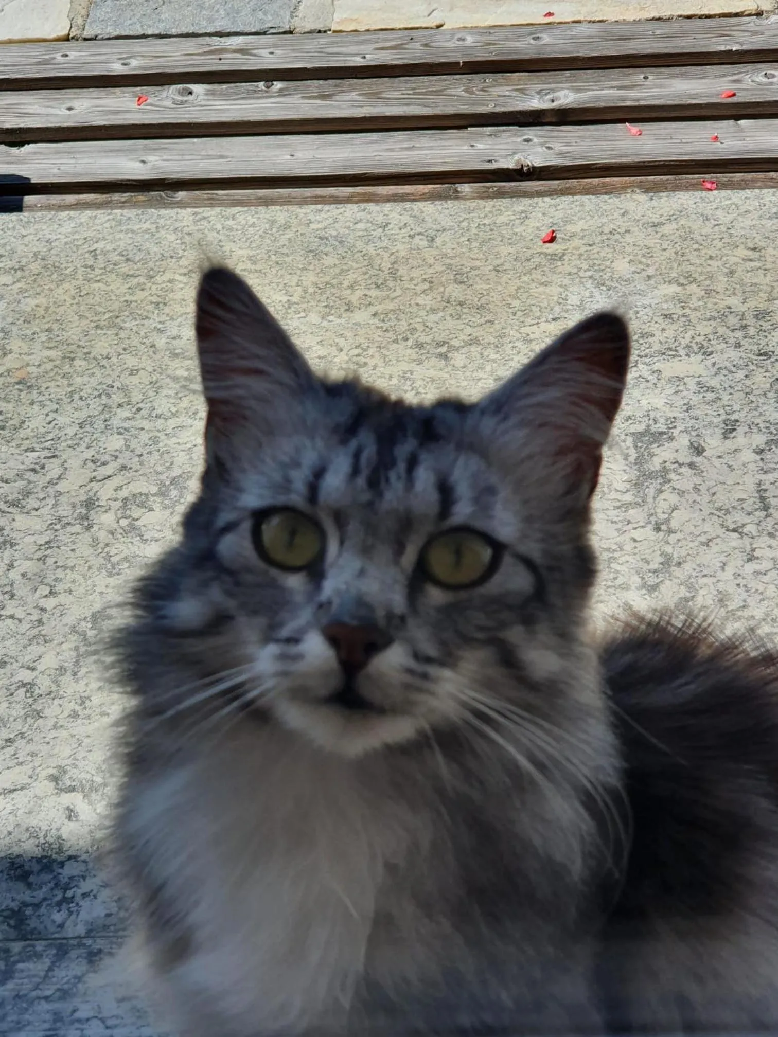 Pets in Pension Schlossberg