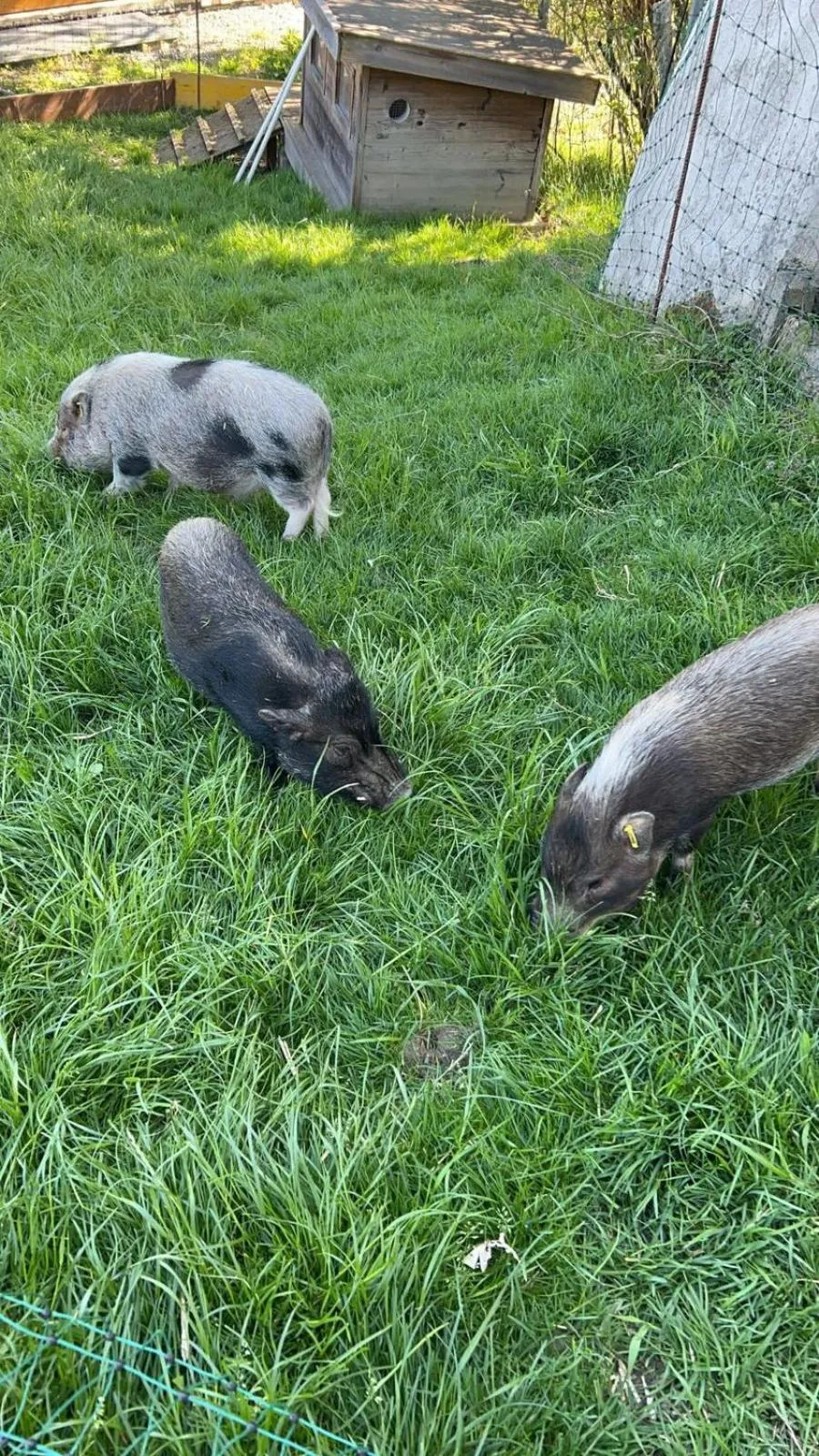 Pets in Pension Schlossberg