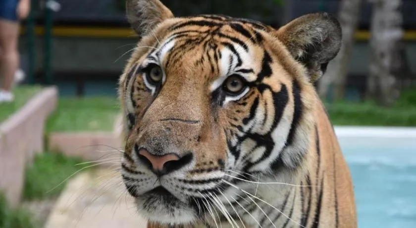 The Nice Patong Hotel