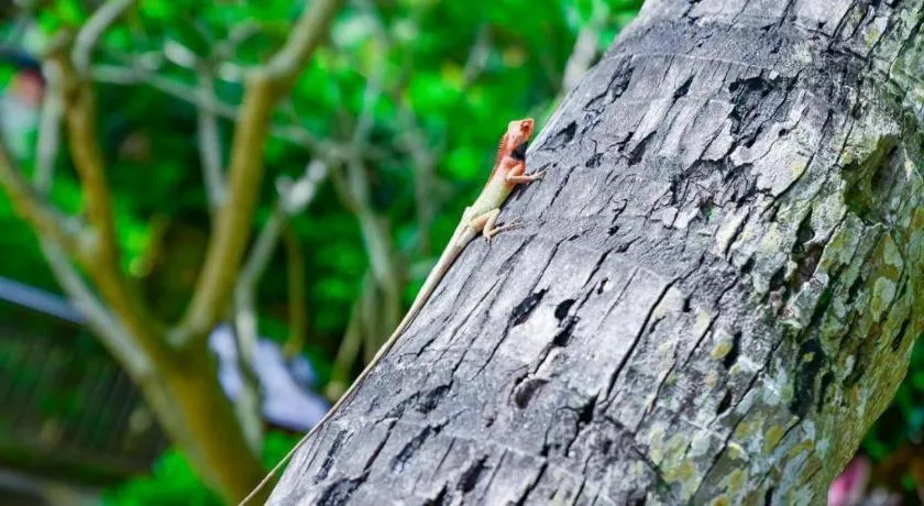 Boao Holliyard Hotel