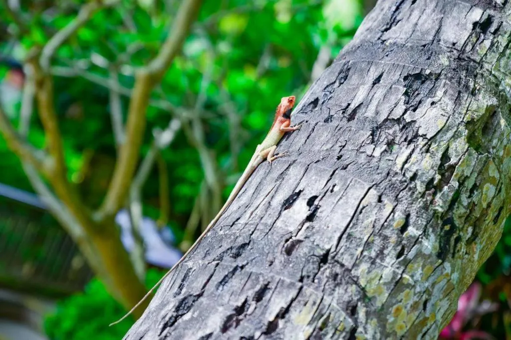 Boao Holliyard Hotel