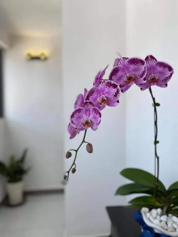 Reasmey Cheanich Hotel