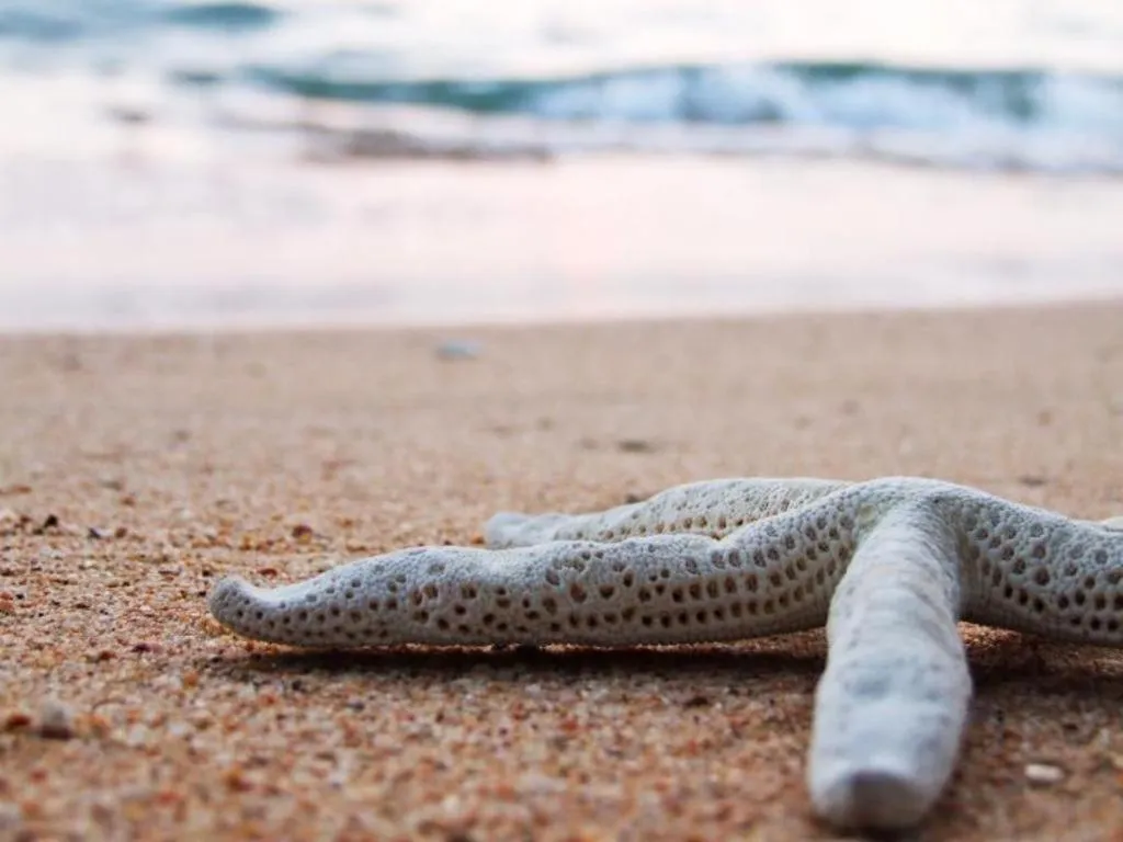 Sarita Chalet and Spa Hotel