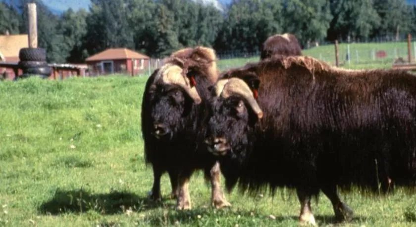 Best Western Lake Lucille Inn