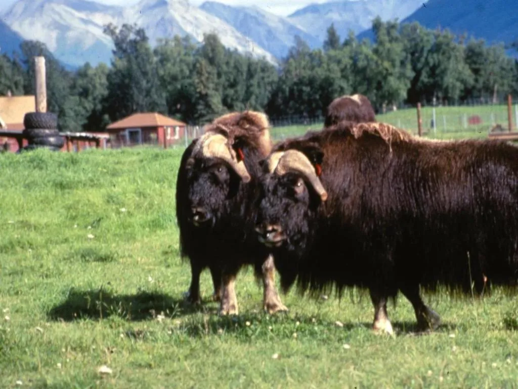 Best Western Lake Lucille Inn