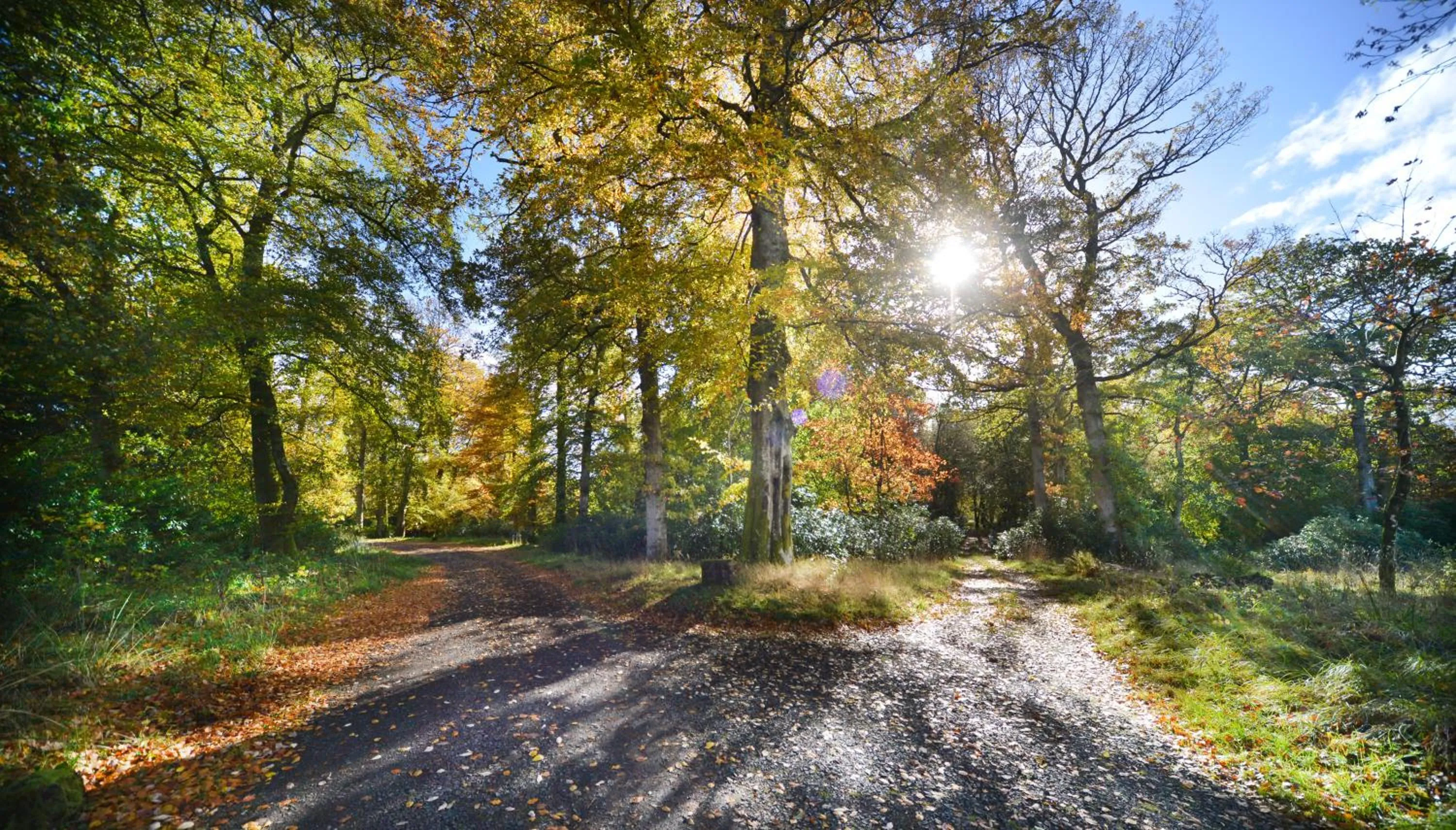 Natural landscape in Loch Lomond Finnich Cottages