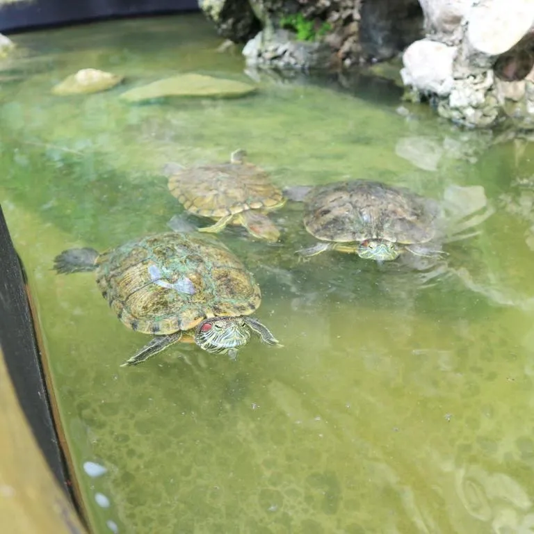 Kamala Tropical Garden Hotel