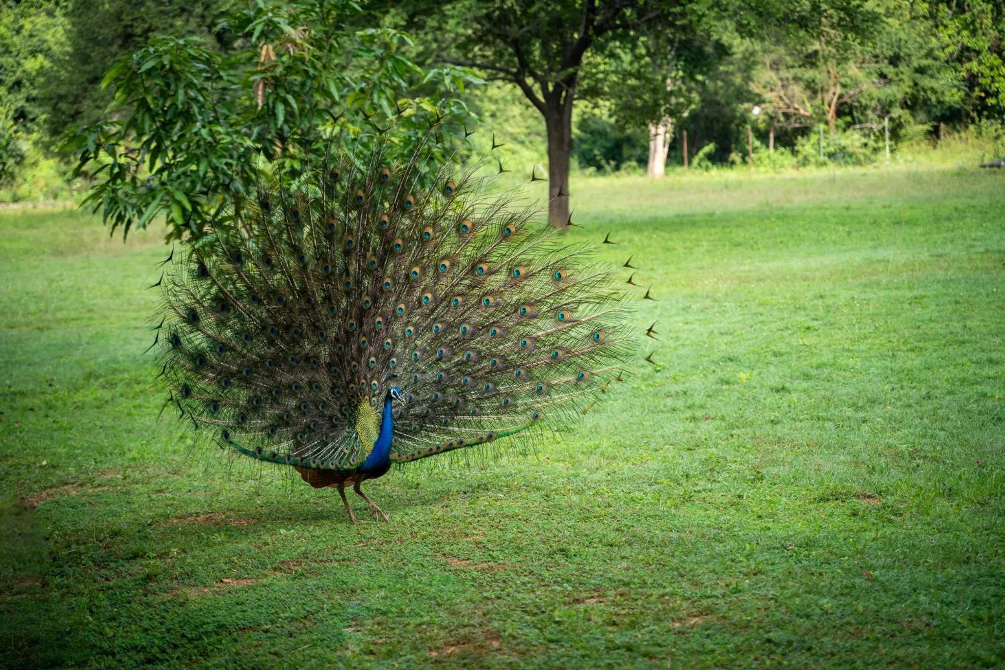 Garden in Pothana Village