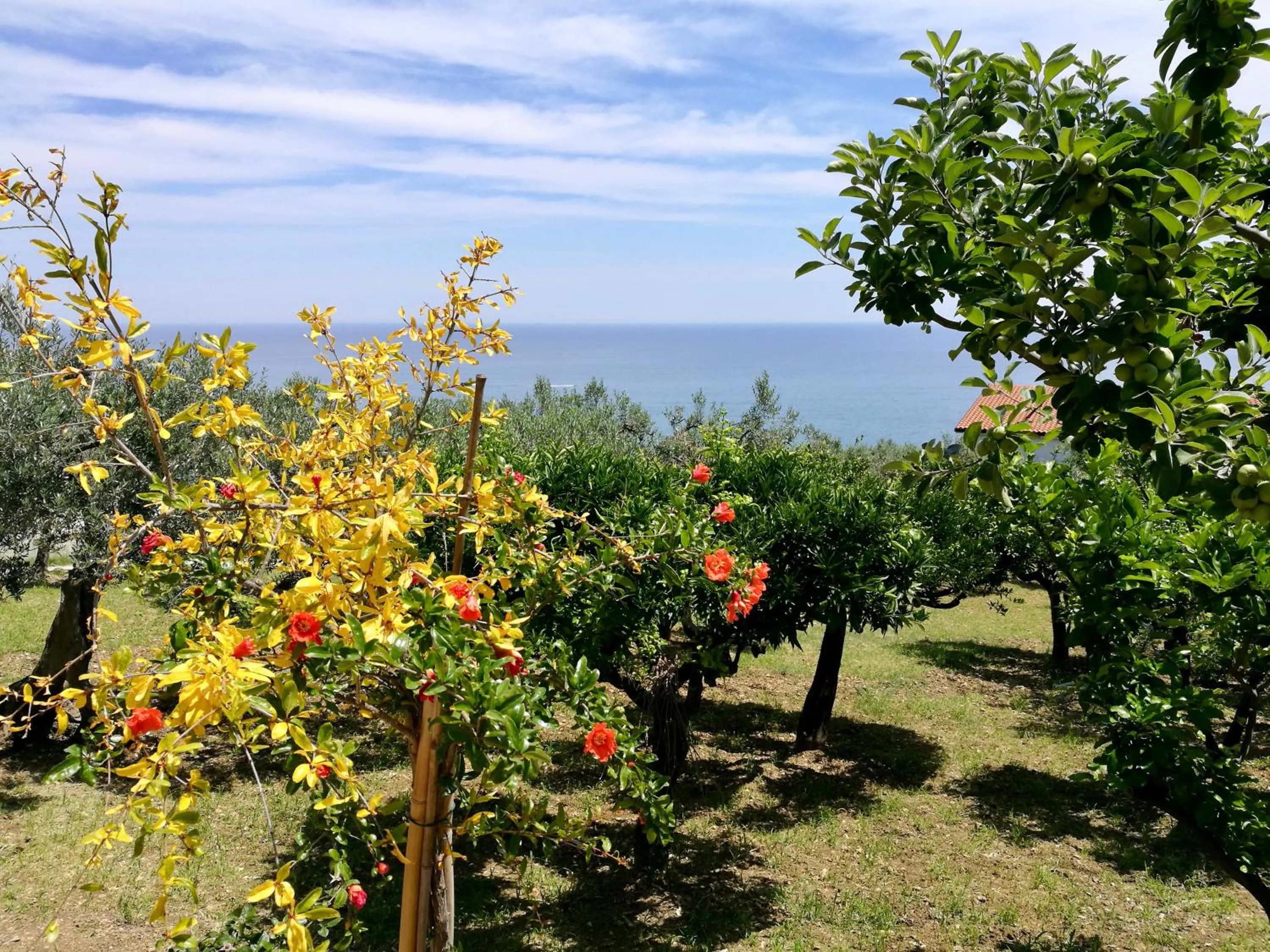 Garden view in Villa Rosaria