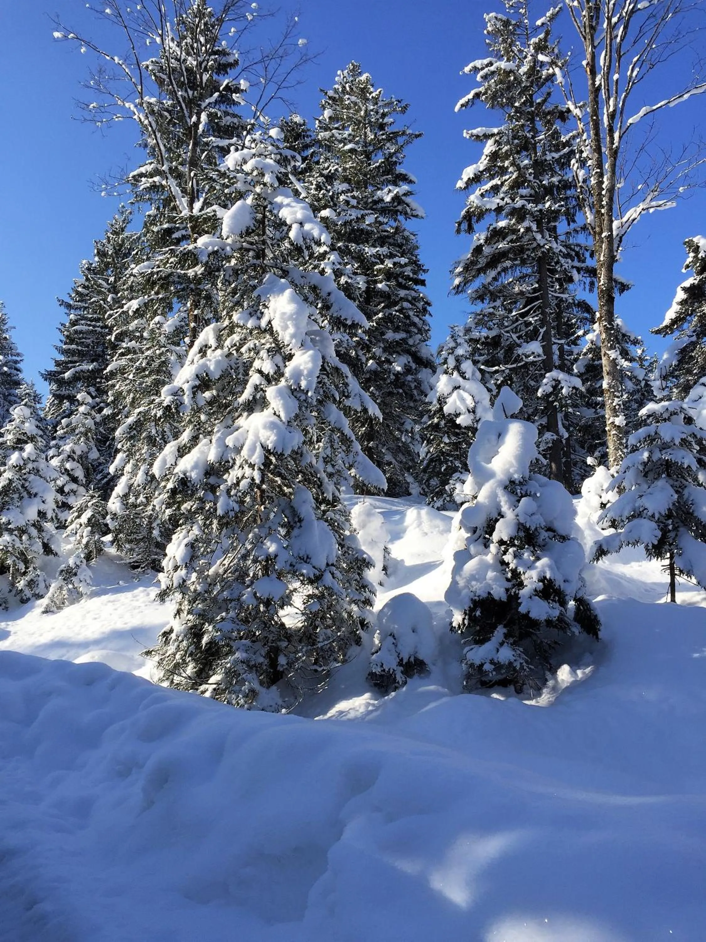 Natural landscape in Pension Loiplstüberl