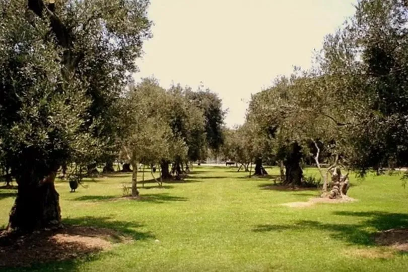 Twin Room in B&B El Olivar