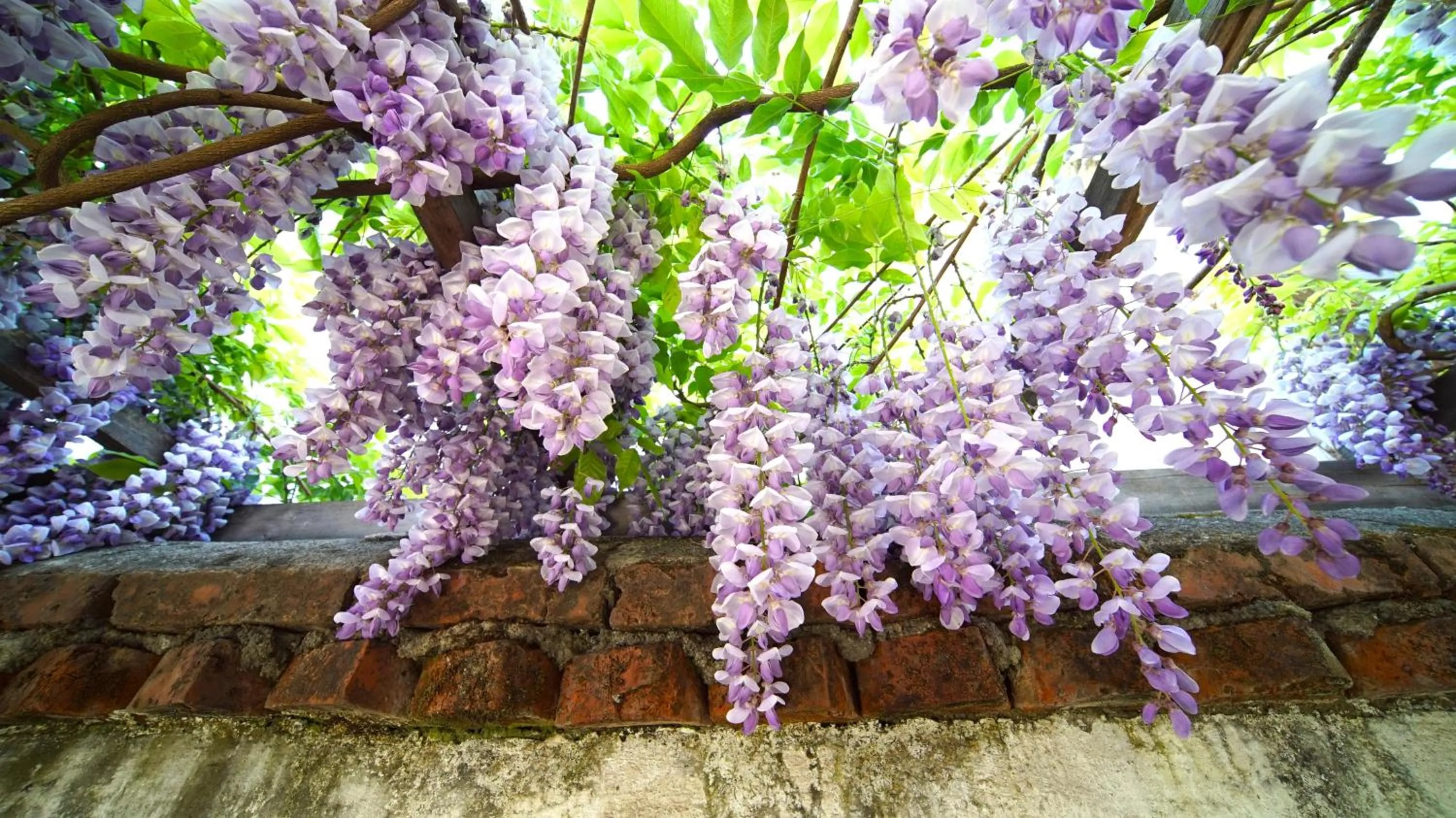 Garden view in Tuo Tuo Guest House